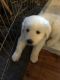 Great Pyrenees Puppies for sale in Palomar Mountain, CA, USA. price: NA