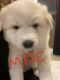 Great Pyrenees Puppies for sale in Loveland, CO, USA. price: $500