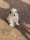 Great Pyrenees Puppies for sale in Mt Pleasant Mills, PA 17853, USA. price: $450