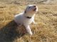 Great Pyrenees Puppies for sale in Calhan, CO 80808, USA. price: NA
