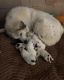 Great Pyrenees Puppies for sale in Pickens, SC 29671, USA. price: NA