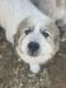 Great Pyrenees Puppies for sale in Oroville, CA 95966, USA. price: NA