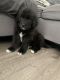 Great Pyrenees Puppies for sale in Long Beach, CA, USA. price: $800