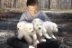 Great Pyrenees Puppies for sale in McDonald, TN 37353, USA. price: NA