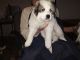 Great Pyrenees Puppies for sale in Westfield, NC 27053, USA. price: NA