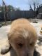 Great Pyrenees Puppies for sale in Lodi, CA, USA. price: NA
