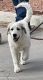 Great Pyrenees Puppies for sale in 3399 La Orilla Rd NW, Albuquerque, NM 87120, USA. price: NA