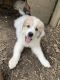 Great Pyrenees Puppies for sale in Baltimore, OH 43105, USA. price: NA