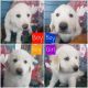 Great Pyrenees Puppies for sale in Lincoln, NE, USA. price: NA