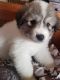 Great Pyrenees Puppies for sale in Holley, NY 14470, USA. price: NA