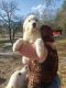 Great Pyrenees Puppies for sale in Brooksville, FL 34601, USA. price: NA