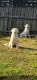 Great Pyrenees Puppies for sale in Fort Worth, TX, USA. price: $1,200