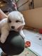 Great Pyrenees Puppies for sale in Woodland Park, CO 80863, USA. price: $650