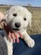 Great Pyrenees Puppies for sale in Valley Center, KS, USA. price: $300