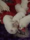 Great Pyrenees Puppies for sale in Nuevo, CA 92567, USA. price: $600