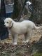 Great Pyrenees Puppies for sale in Pegram, TN, USA. price: $50,000