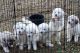 Great Pyrenees Puppies for sale in Tallapoosa, GA 30176, USA. price: $450