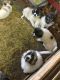 Great Pyrenees Puppies for sale in Bonners Ferry, ID 83805, USA. price: NA