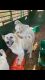 Great Pyrenees Puppies for sale in Mena, AR 71953, USA. price: $500