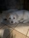 Great Pyrenees Puppies for sale in Pittsburgh, PA, USA. price: $800