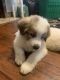 Great Pyrenees Puppies for sale in Pittsburgh, PA, USA. price: $600