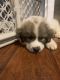 Great Pyrenees Puppies for sale in Pittsburgh, PA, USA. price: $700