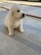 Great Pyrenees Puppies for sale in Tulare, CA 93274, USA. price: NA
