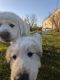 Great Pyrenees Puppies for sale in Greeneville, TN, USA. price: NA