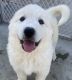 Great Pyrenees Puppies for sale in Fresno, CA, USA. price: NA