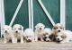 Great Pyrenees Puppies for sale in Goode, VA 24556, USA. price: NA
