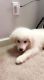 Great Pyrenees Puppies for sale in Jackson, TN 38305, USA. price: $500