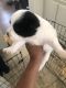 Great Pyrenees Puppies for sale in Perris, CA, USA. price: NA
