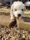 Great Pyrenees Puppies for sale in Efland, NC, USA. price: $500