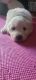 Great Pyrenees Puppies for sale in Roseville, CA, USA. price: NA