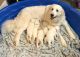 Great Pyrenees Puppies for sale in Chattanooga, TN, USA. price: $500