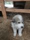 Great Pyrenees Puppies for sale in Mt Olivet, KY 41064, USA. price: NA