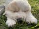 Great Pyrenees Puppies for sale in Fountain Inn, SC, USA. price: NA