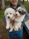 Great Pyrenees Puppies for sale in Salem, IN 47167, USA. price: $325