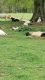 Great Pyrenees Puppies for sale in Prospect, TN 38477, USA. price: $200