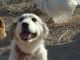 Great Pyrenees Puppies for sale in Colorado Springs, CO, USA. price: $750