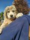 Great Pyrenees Puppies for sale in Show Low, AZ 85901, USA. price: NA