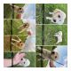 Great Pyrenees Puppies for sale in College Station, TX, USA. price: NA