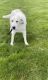Great Pyrenees Puppies for sale in Rawson, OH 45881, USA. price: NA