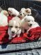 Great Pyrenees Puppies for sale in Amarillo, TX, USA. price: NA