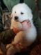 Great Pyrenees Puppies for sale in Pine Village, IN 47975, USA. price: NA