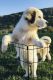 Great Pyrenees Puppies for sale in Temecula, CA, USA. price: NA