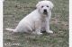 Great Pyrenees Puppies for sale in Upper Gwynedd, PA 19446, USA. price: $650