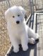 Great Pyrenees Puppies for sale in Bloomington, MN, USA. price: NA