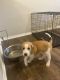 Great Pyrenees Puppies for sale in Charlotte, NC, USA. price: NA