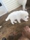 Great Pyrenees Puppies for sale in 1581 Wildlife Lake Rd, Summerville, GA 30747, USA. price: NA